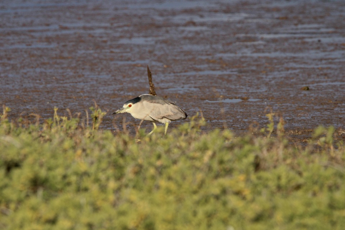 Black-crowned Night Heron - ML619355600