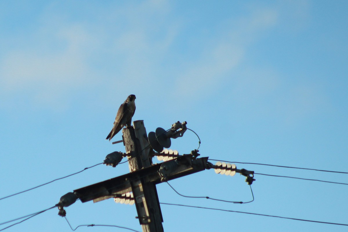 Peregrine Falcon - ML619355601