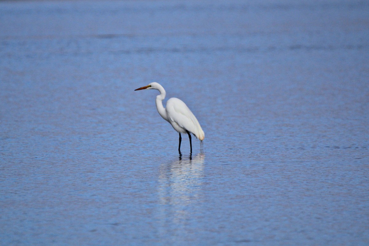 Great Egret - ML619355603