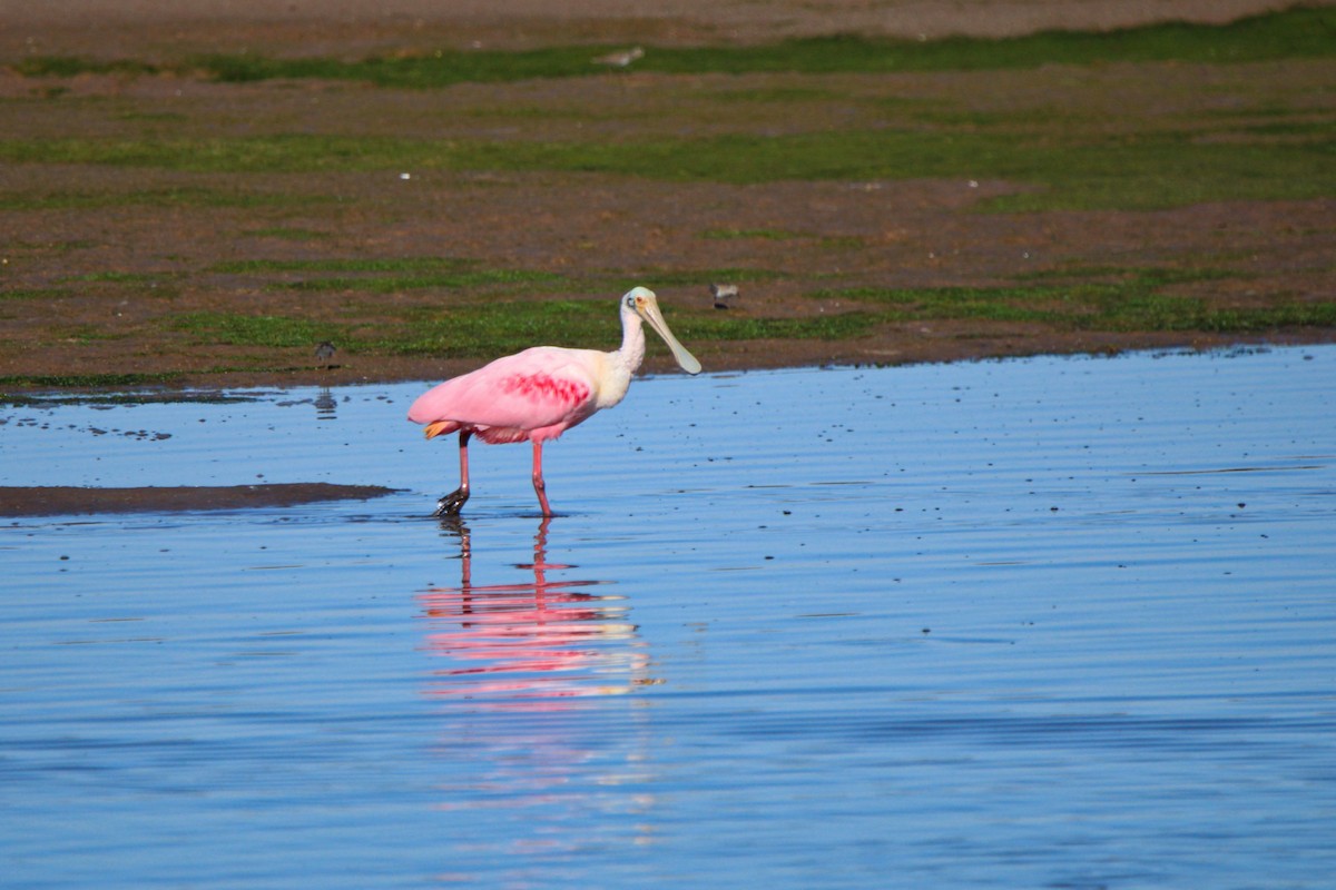 Roseate Spoonbill - ML619355609