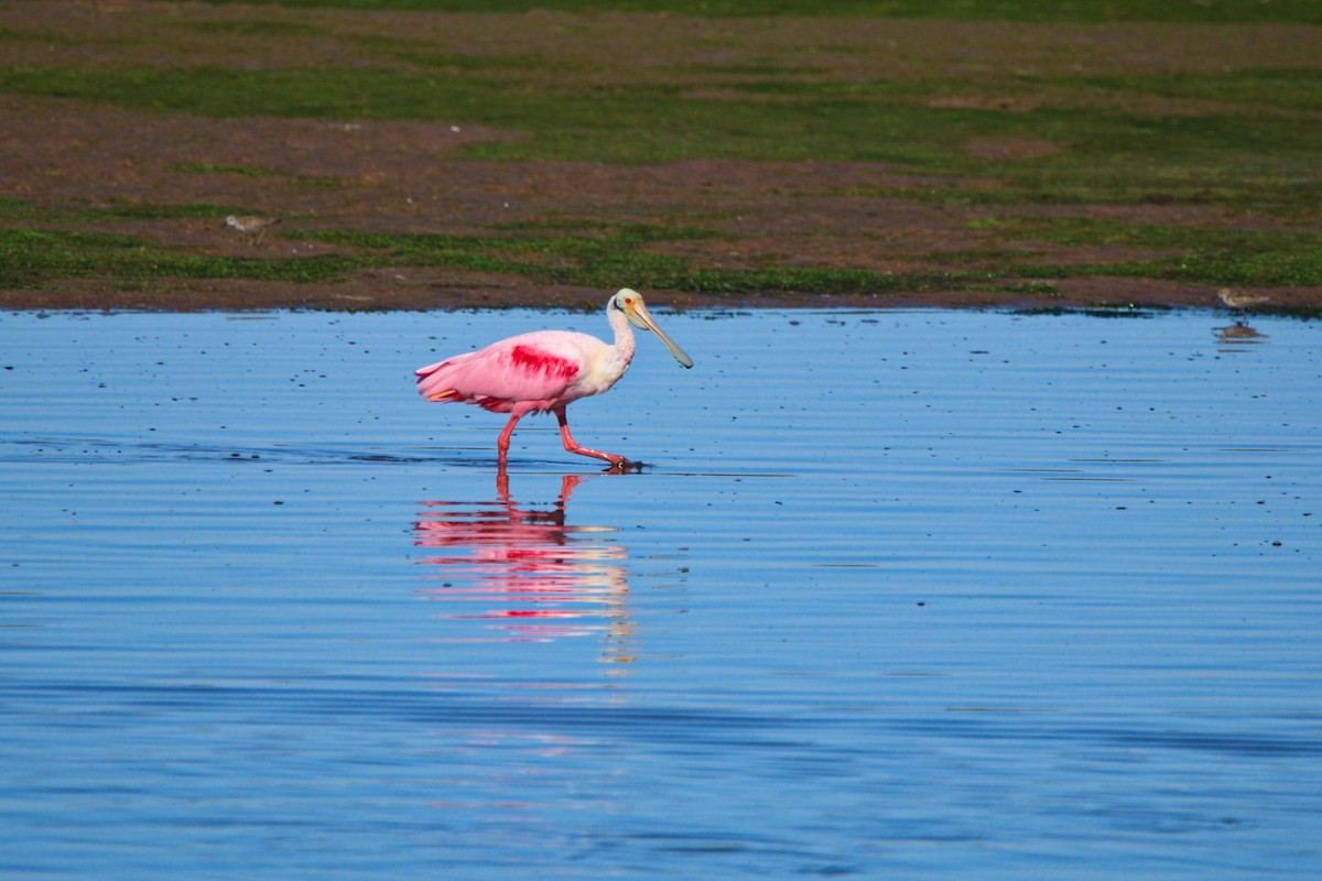 Roseate Spoonbill - Alexandra Edwards