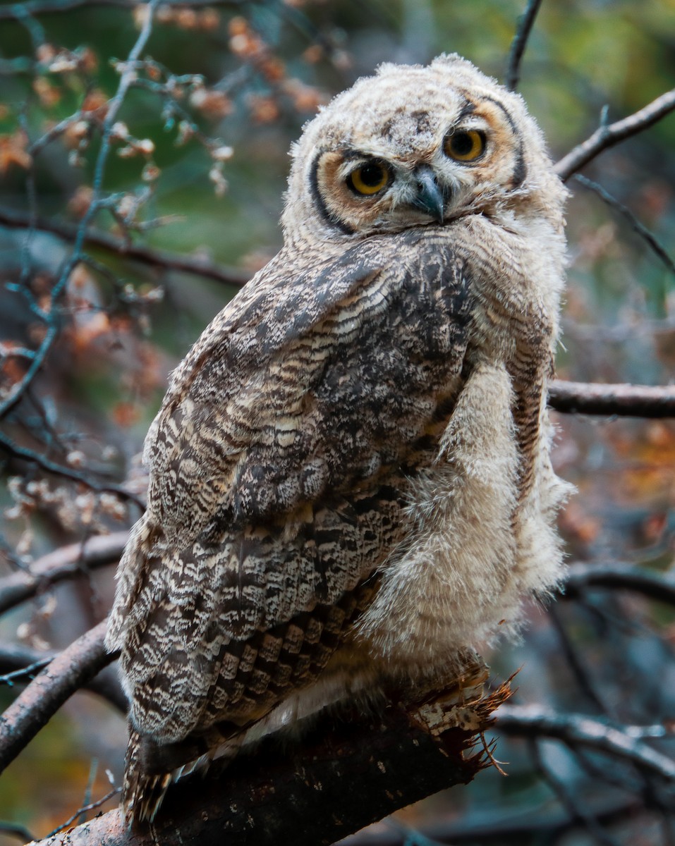 Lesser Horned Owl - Anonymous