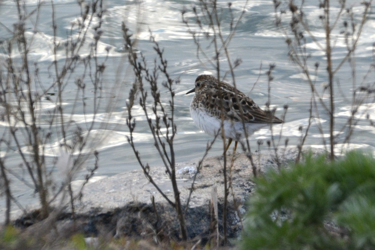 Least Sandpiper - ML619355623