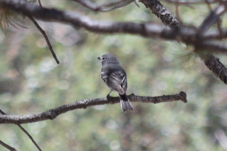 Vireo Plomizo (grupo plumbeus) - ML619355630