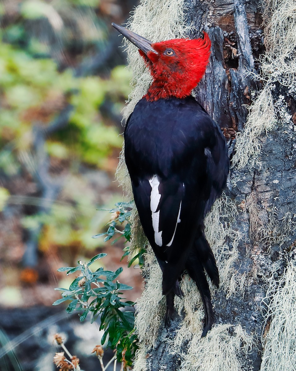 Magellanic Woodpecker - Anonymous