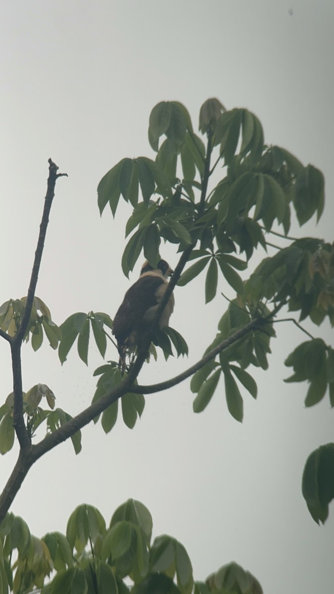 Laughing Falcon - Luis Enrique Fernández Sánchez