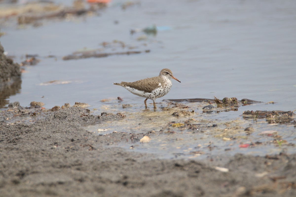 Spotted Sandpiper - ML619355638