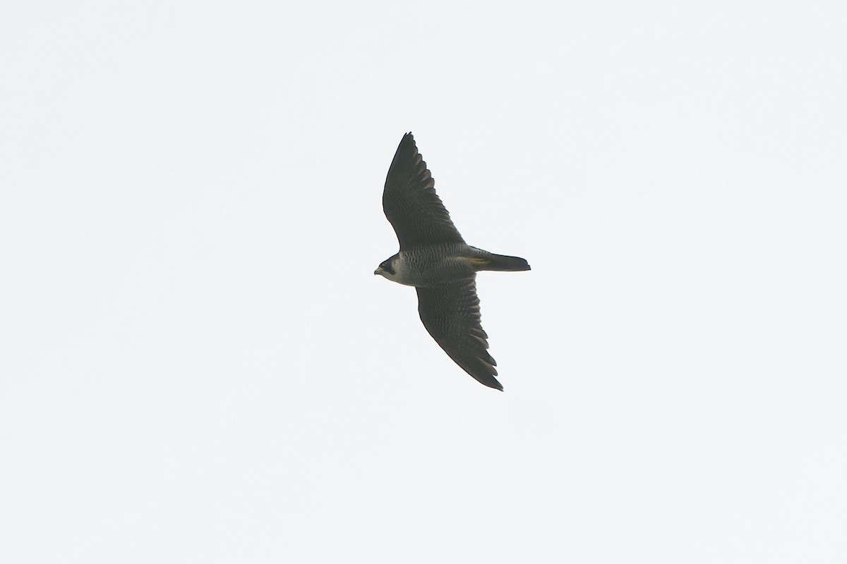 Peregrine Falcon - Daniel López-Velasco | Ornis Birding Expeditions
