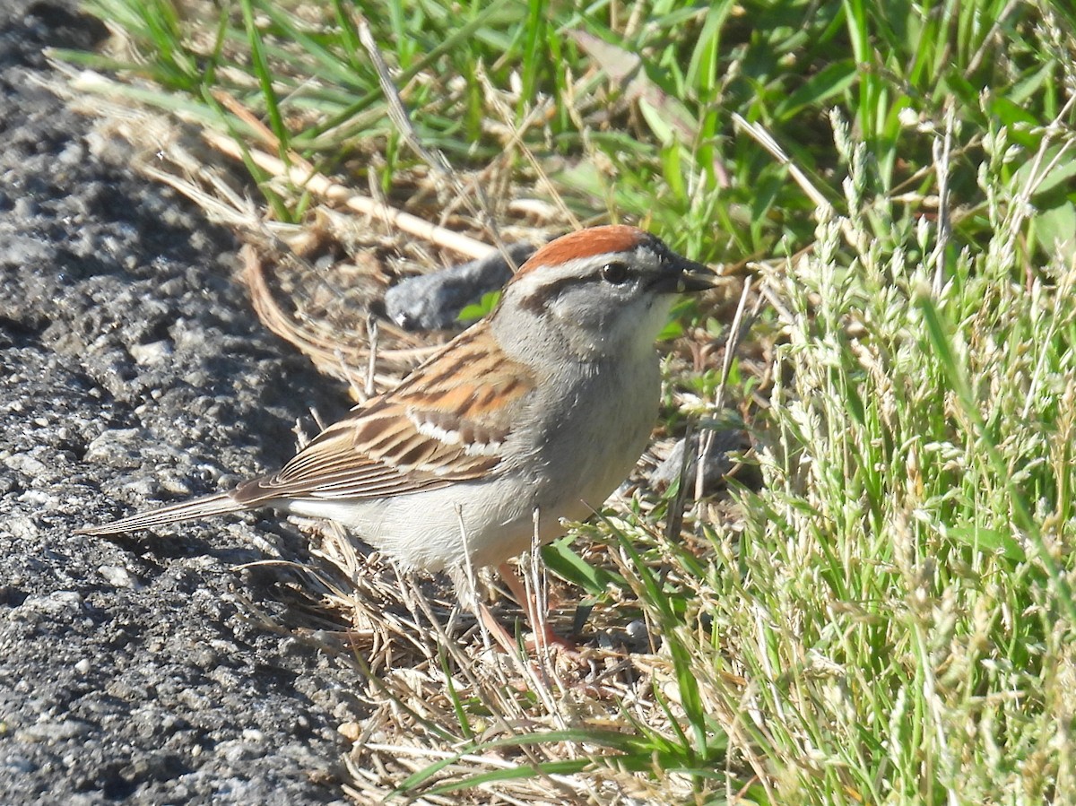 Chipping Sparrow - bob butler
