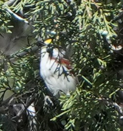 Chestnut-sided Warbler - ML619355649