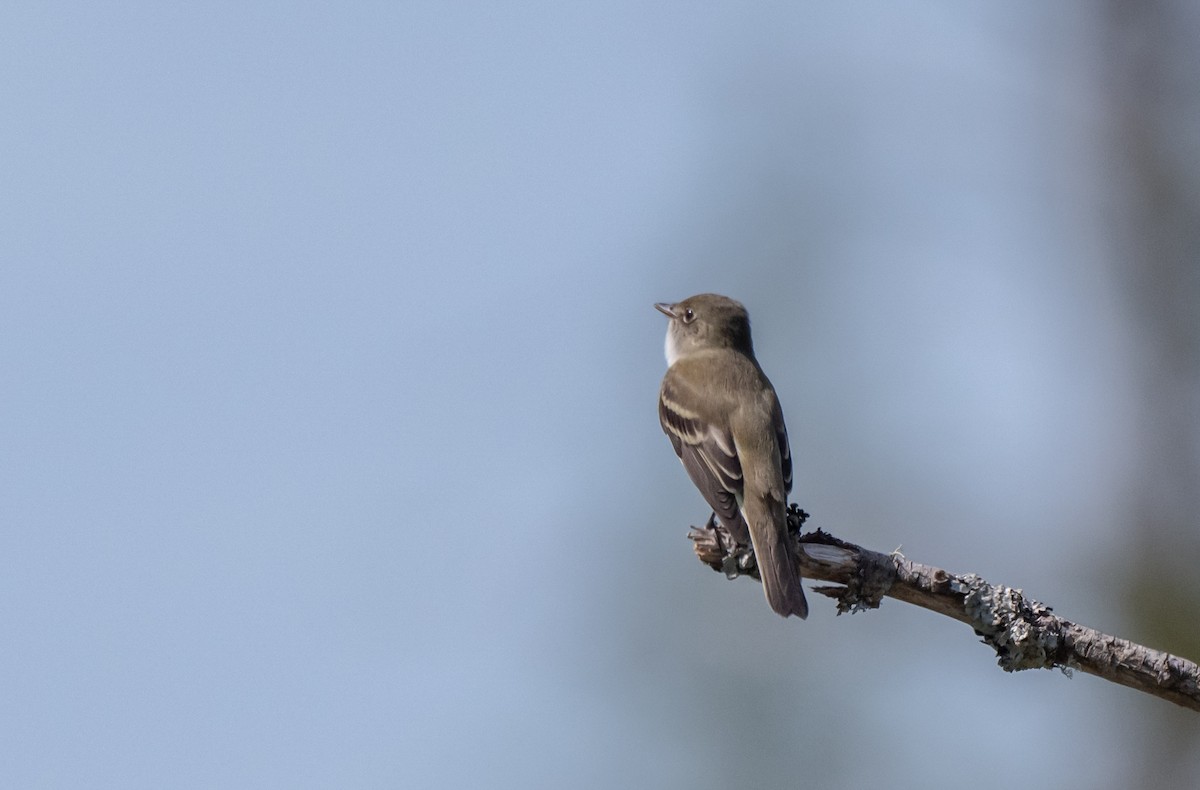 Alder Flycatcher - thomas berriman