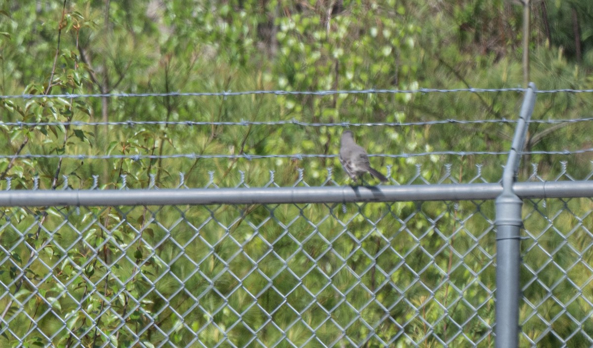 Northern Mockingbird - thomas berriman