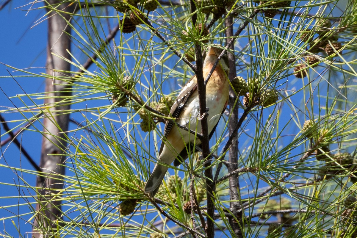 Cardinal à poitrine rose - ML619355663