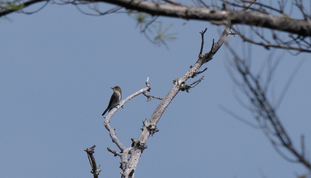 Olive-sided Flycatcher - thomas berriman