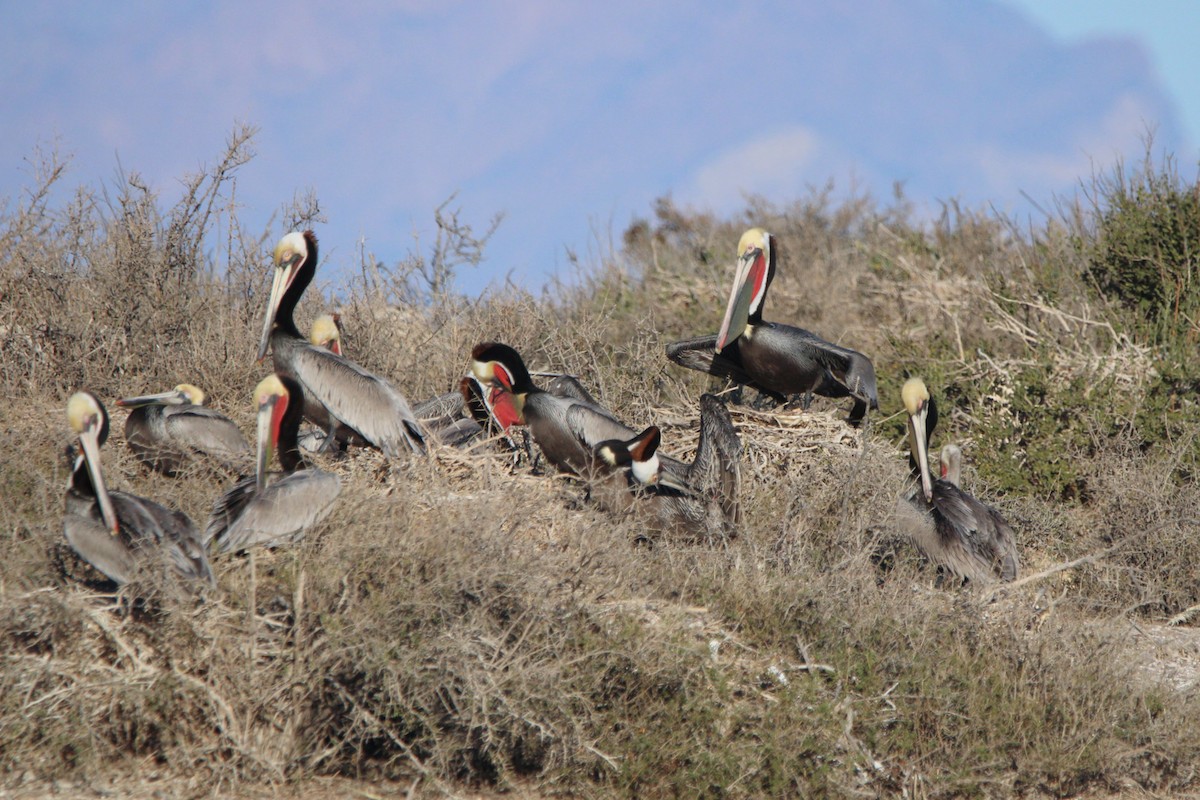 Brown Pelican - ML619355689