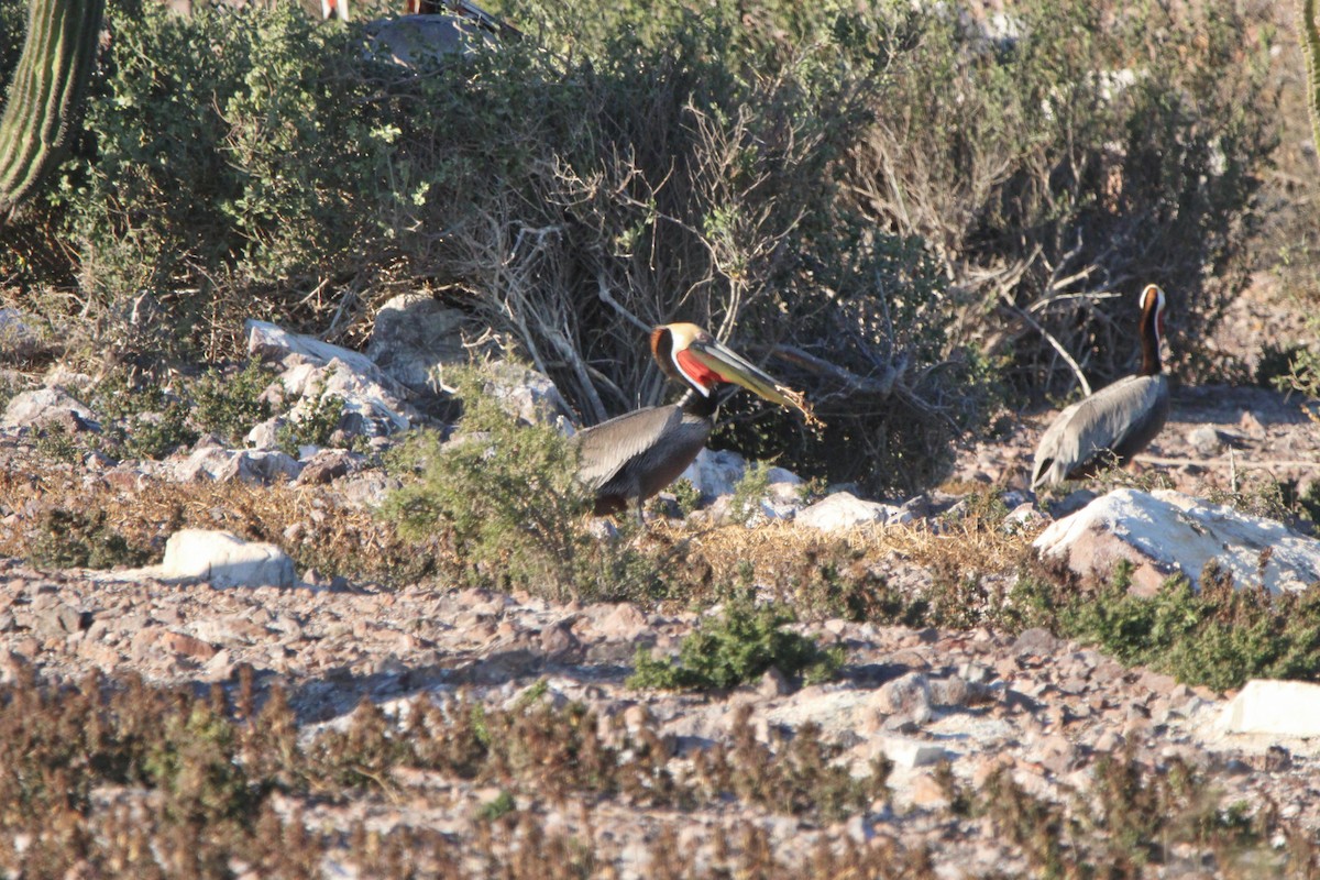 Brown Pelican - ML619355690