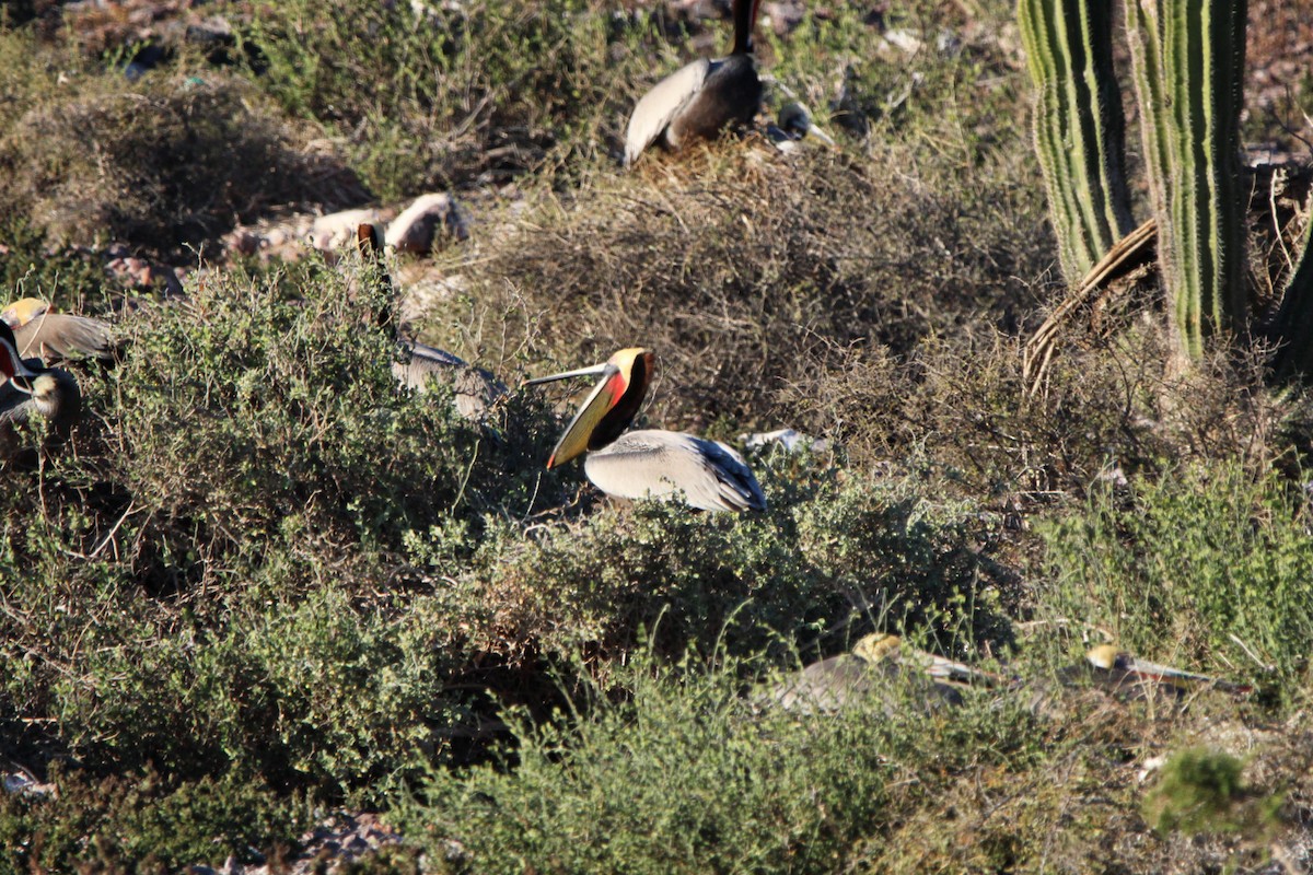 Brown Pelican - ML619355691
