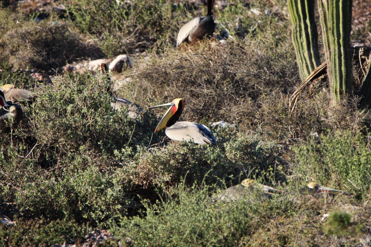 Brown Pelican - Alexandra Edwards