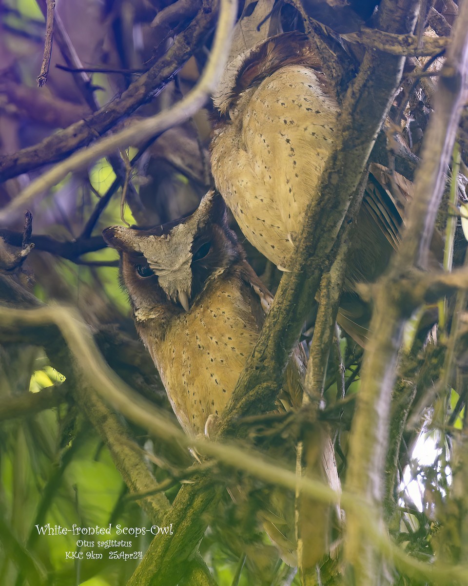 White-fronted Scops-Owl - Kenneth Cheong