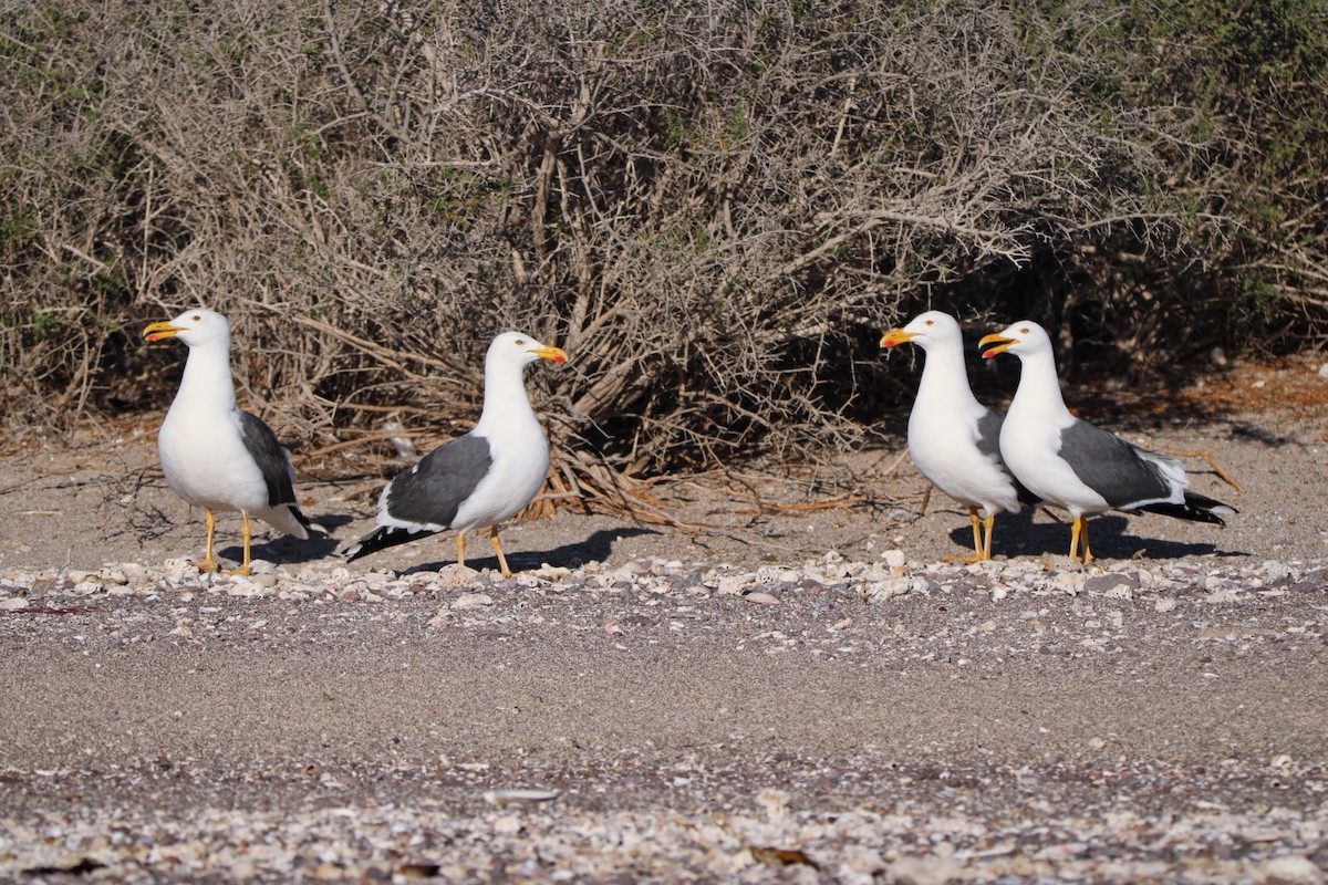 Yellow-footed Gull - Alexandra Edwards