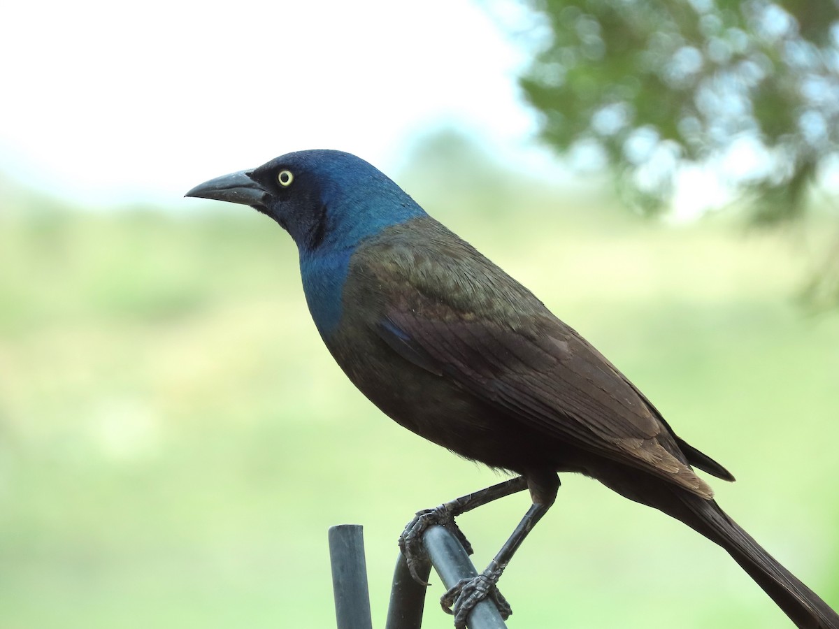 Common Grackle - Tom Curtis