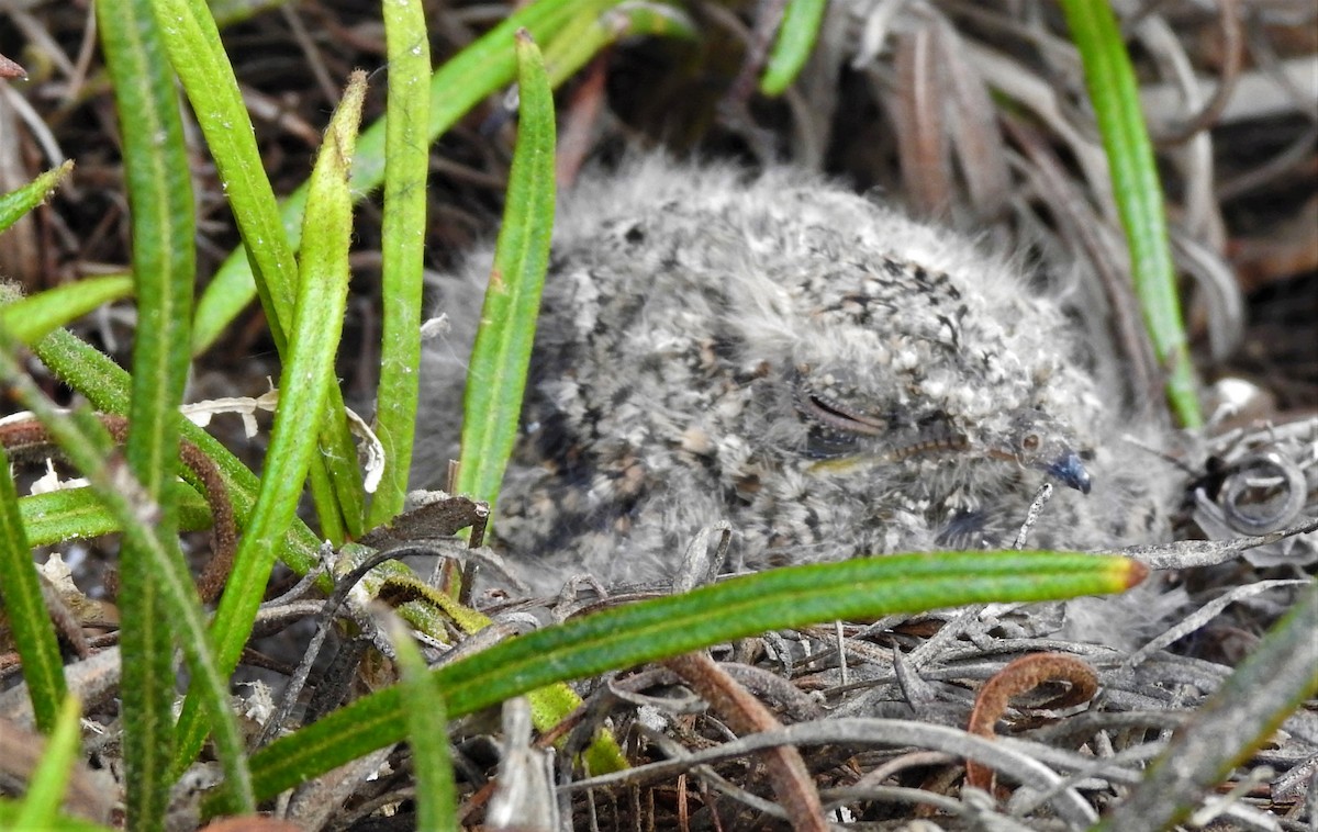 Lyre-tailed Nightjar - ML619355727