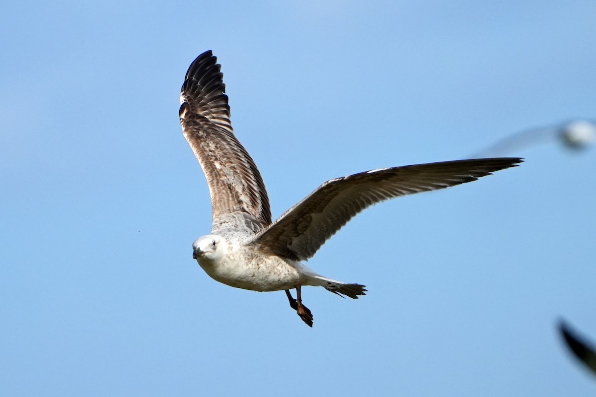 gull sp. - Daniel López-Velasco | Ornis Birding Expeditions