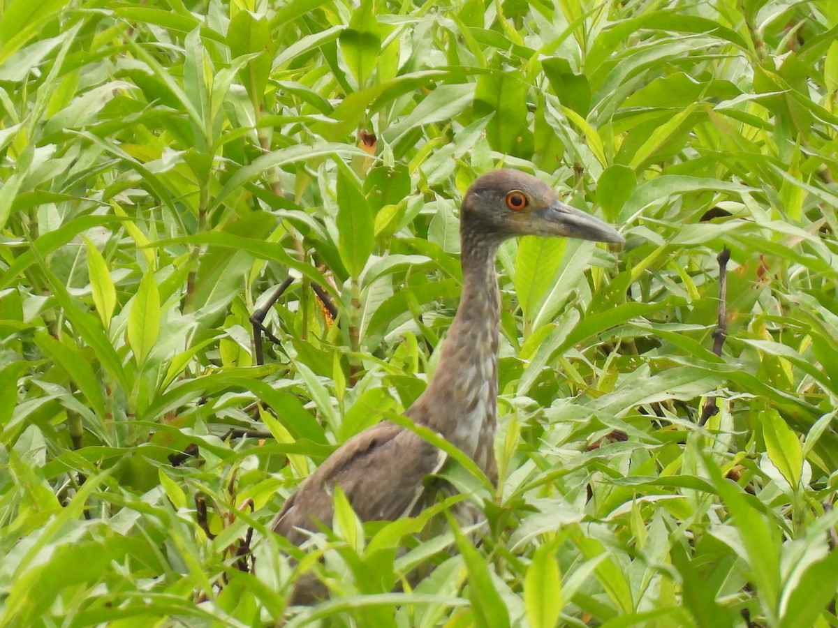 Yellow-crowned Night Heron - ML619355732