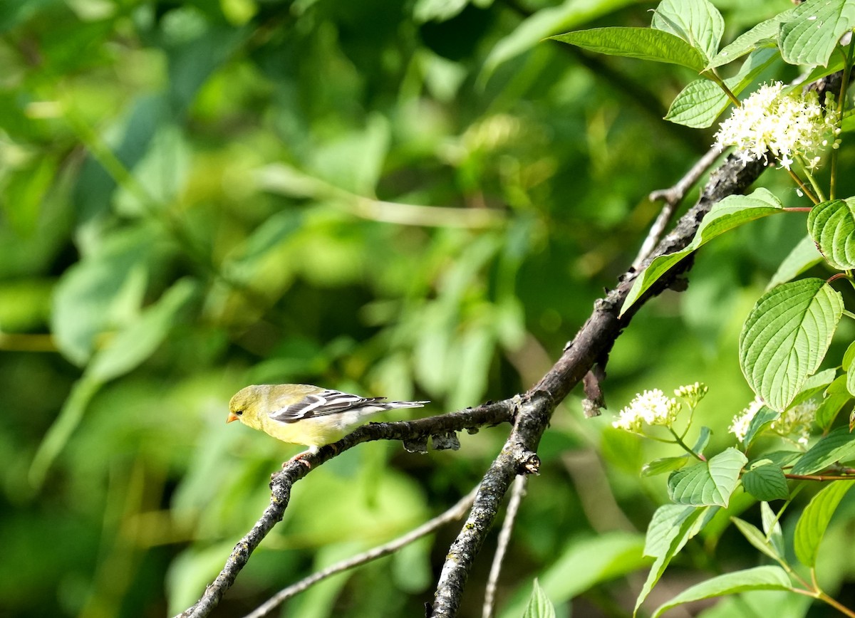 American Goldfinch - Derek Etherton