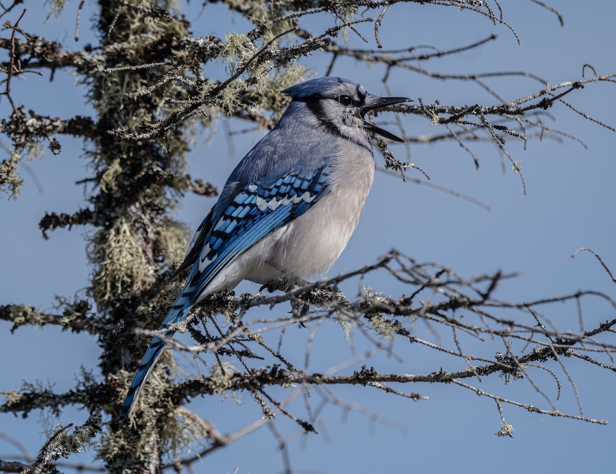 Blue Jay - thomas berriman
