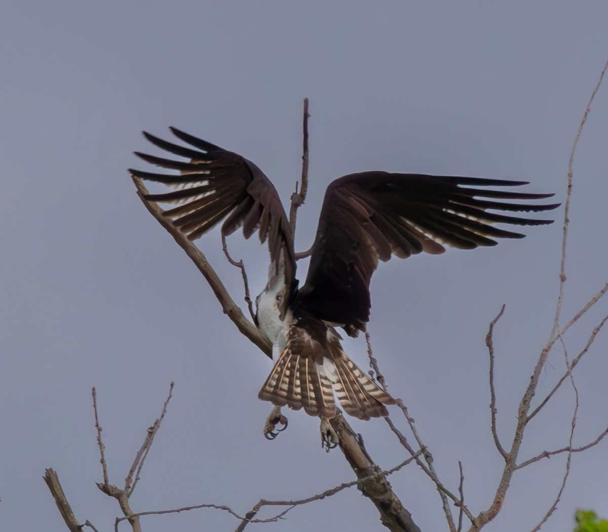 Osprey - Anand Ramachandran