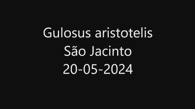 ヨーロッパヒメウ - ML619355773