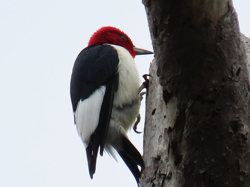 Red-headed Woodpecker - Karen Lebing