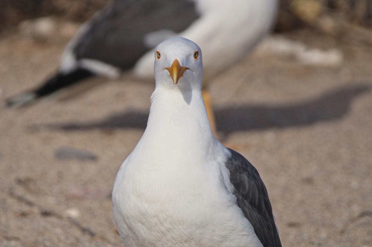 Yellow-footed Gull - Alexandra Edwards