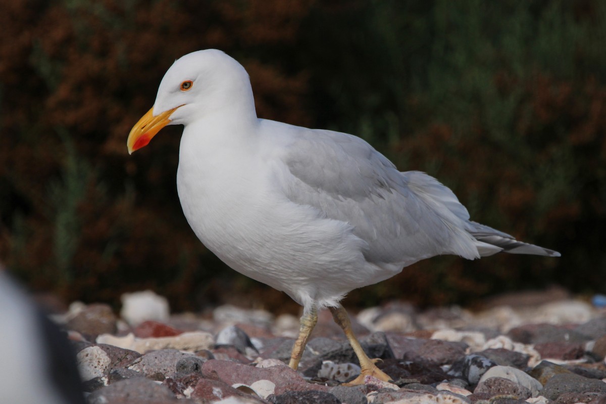 Yellow-footed Gull - Alexandra Edwards