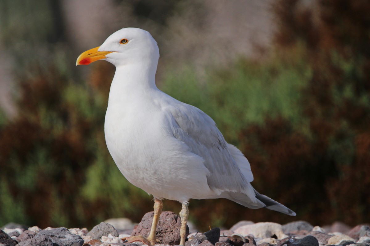 Yellow-footed Gull - Alexandra Edwards