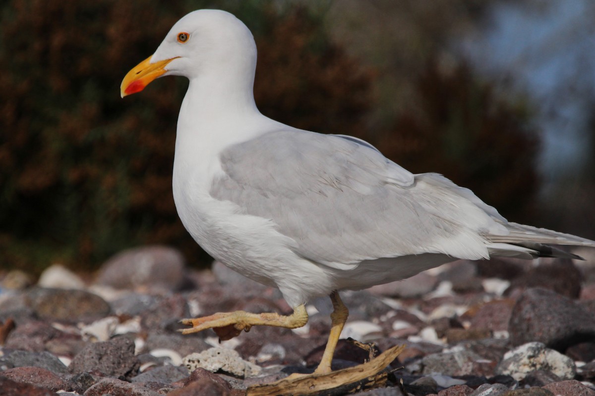 Yellow-footed Gull - Alexandra Edwards