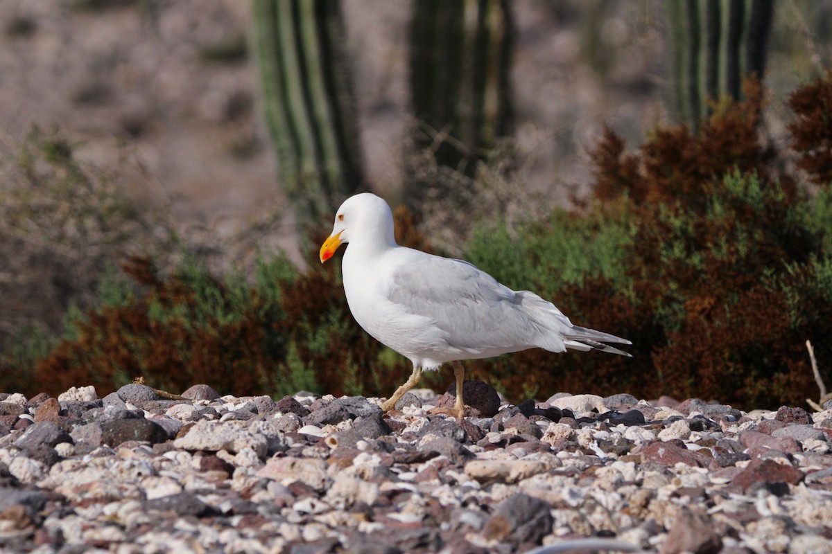 Yellow-footed Gull - Alexandra Edwards