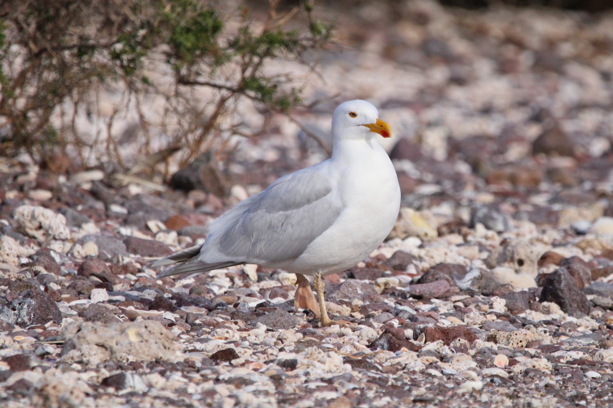 Yellow-footed Gull - Alexandra Edwards