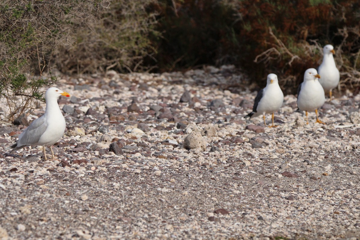 Yellow-footed Gull - Alexandra Edwards