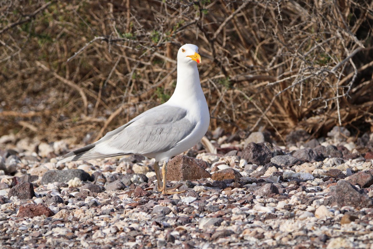 Yellow-footed Gull - Alexandra Edwards