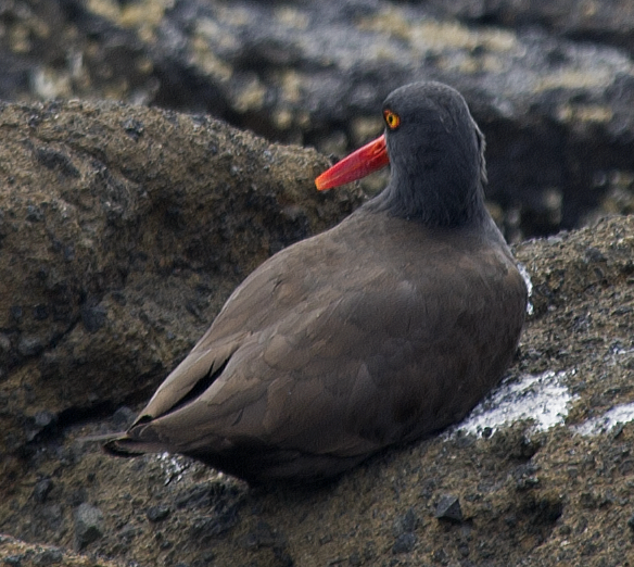 Black Oystercatcher - johnny powell