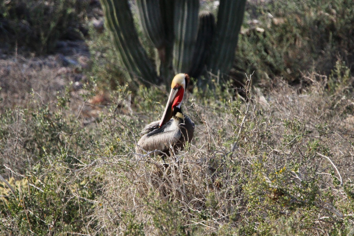 Brown Pelican - ML619355818
