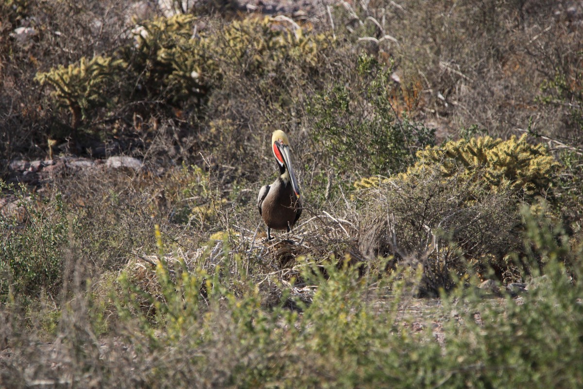 Brown Pelican - ML619355819