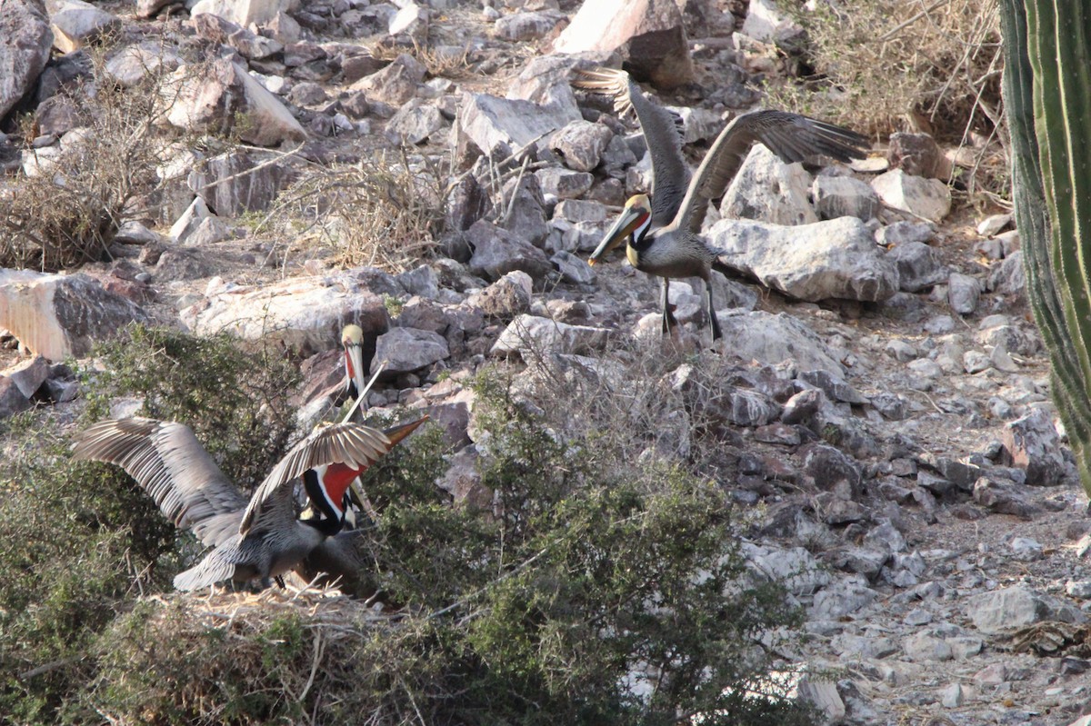 Brown Pelican - ML619355820