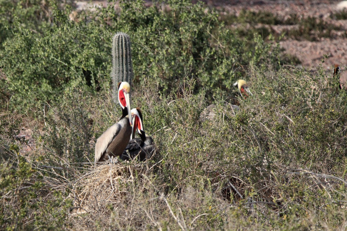 Brown Pelican - ML619355821