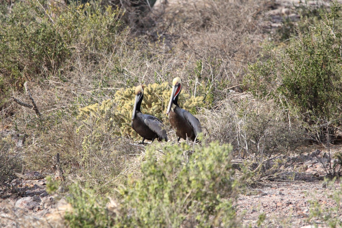 Brown Pelican - ML619355823