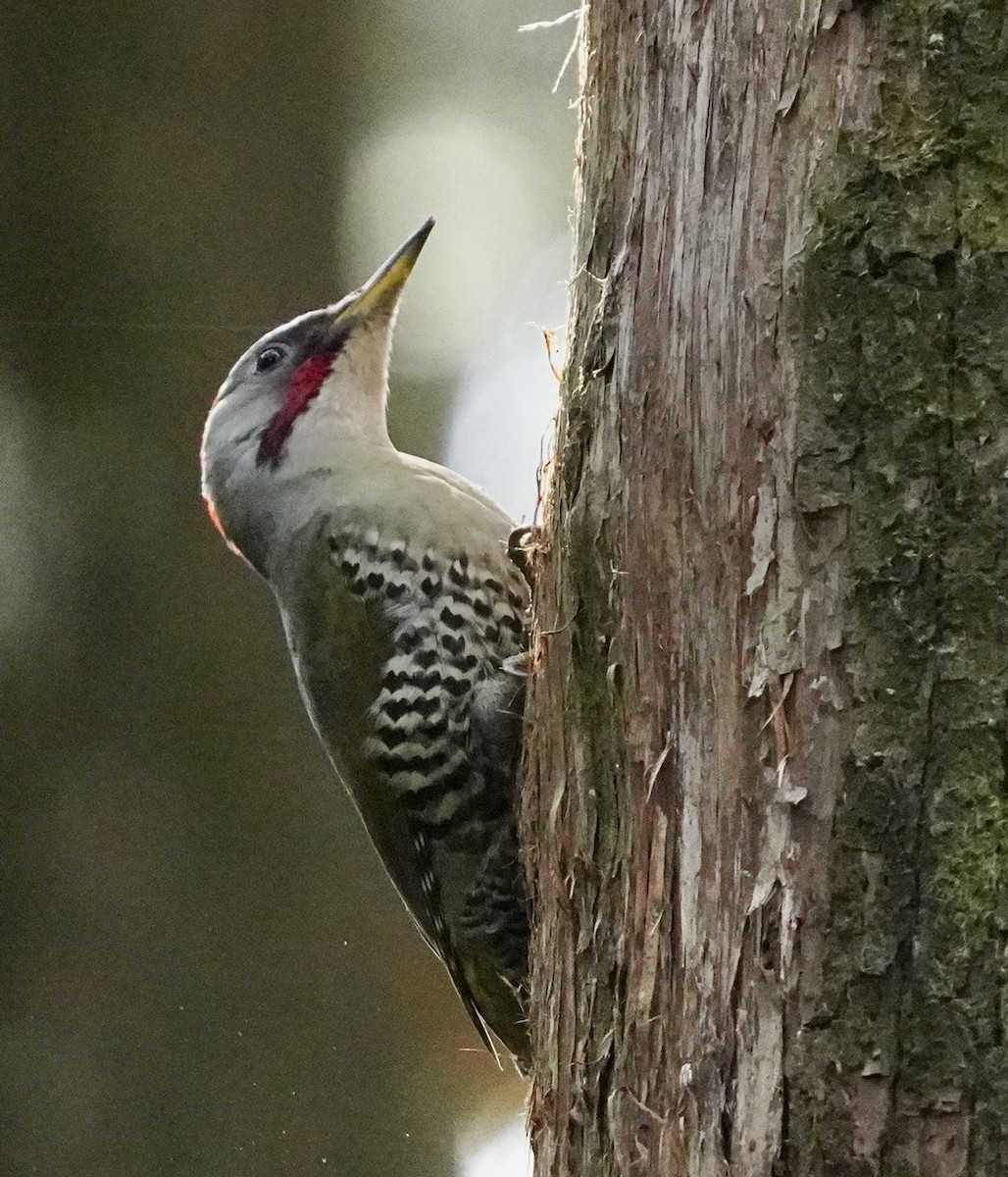 Japanese Woodpecker - ML619355824