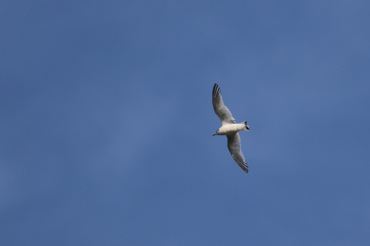 Little Gull - Mateusz Łodziński