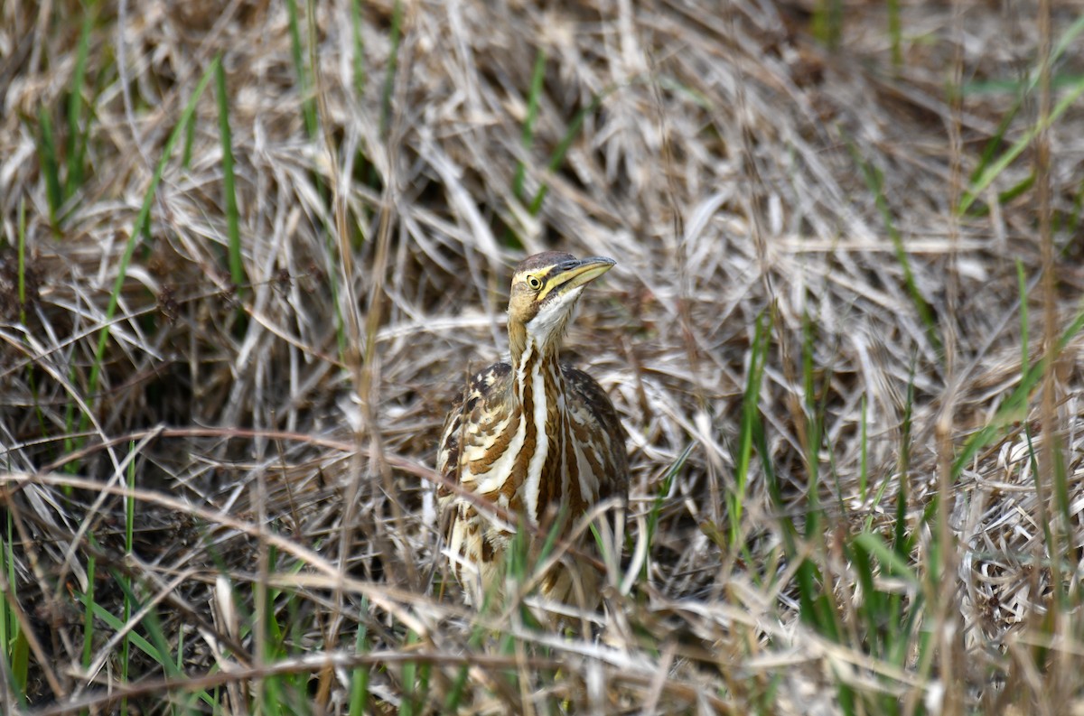 American Bittern - ML619355837